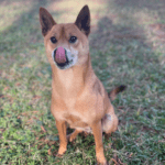 Closeup shot of brown color puppy with tongue out